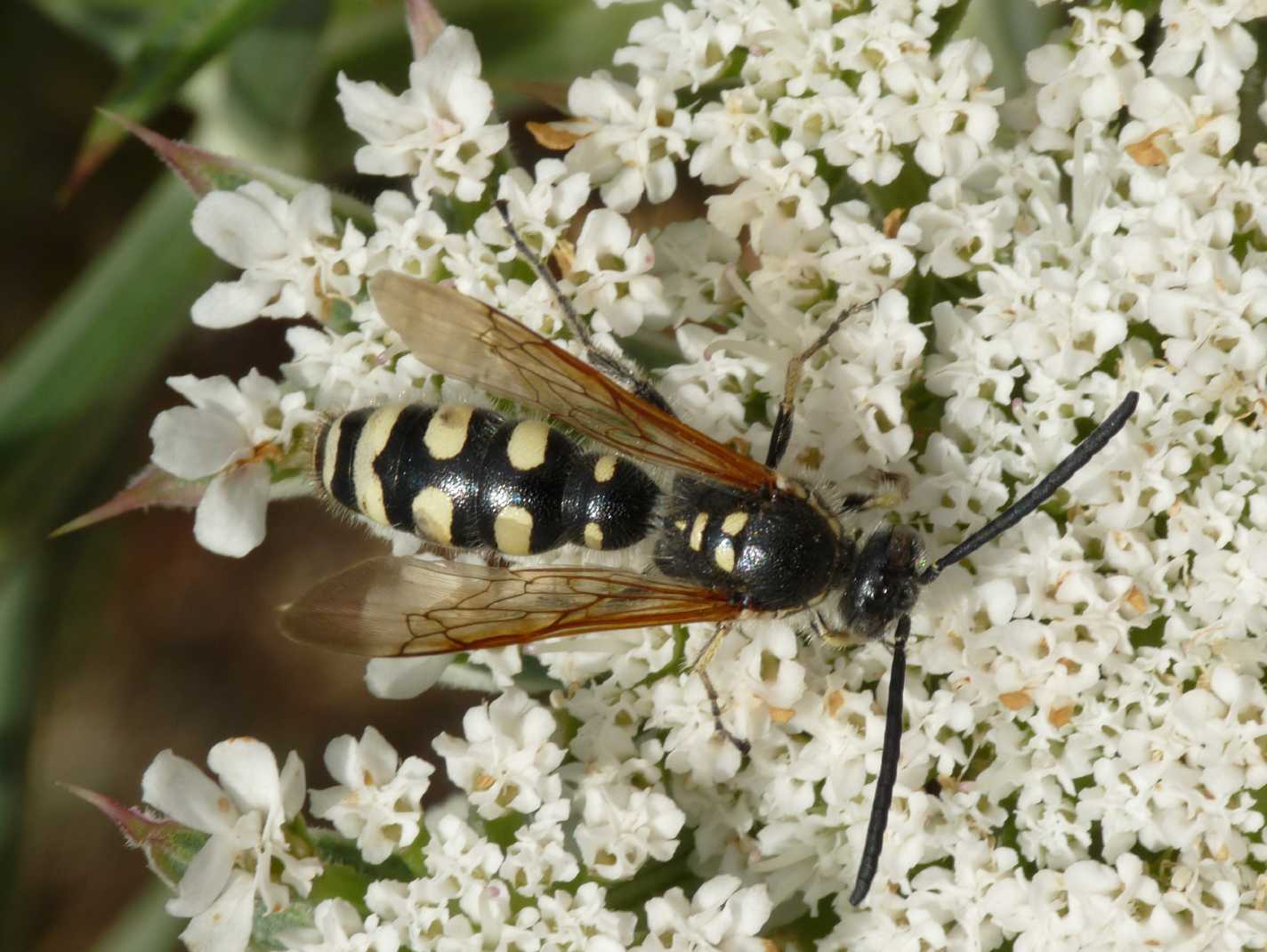 Colpa sexmaculata M e Meria tripunctata M.